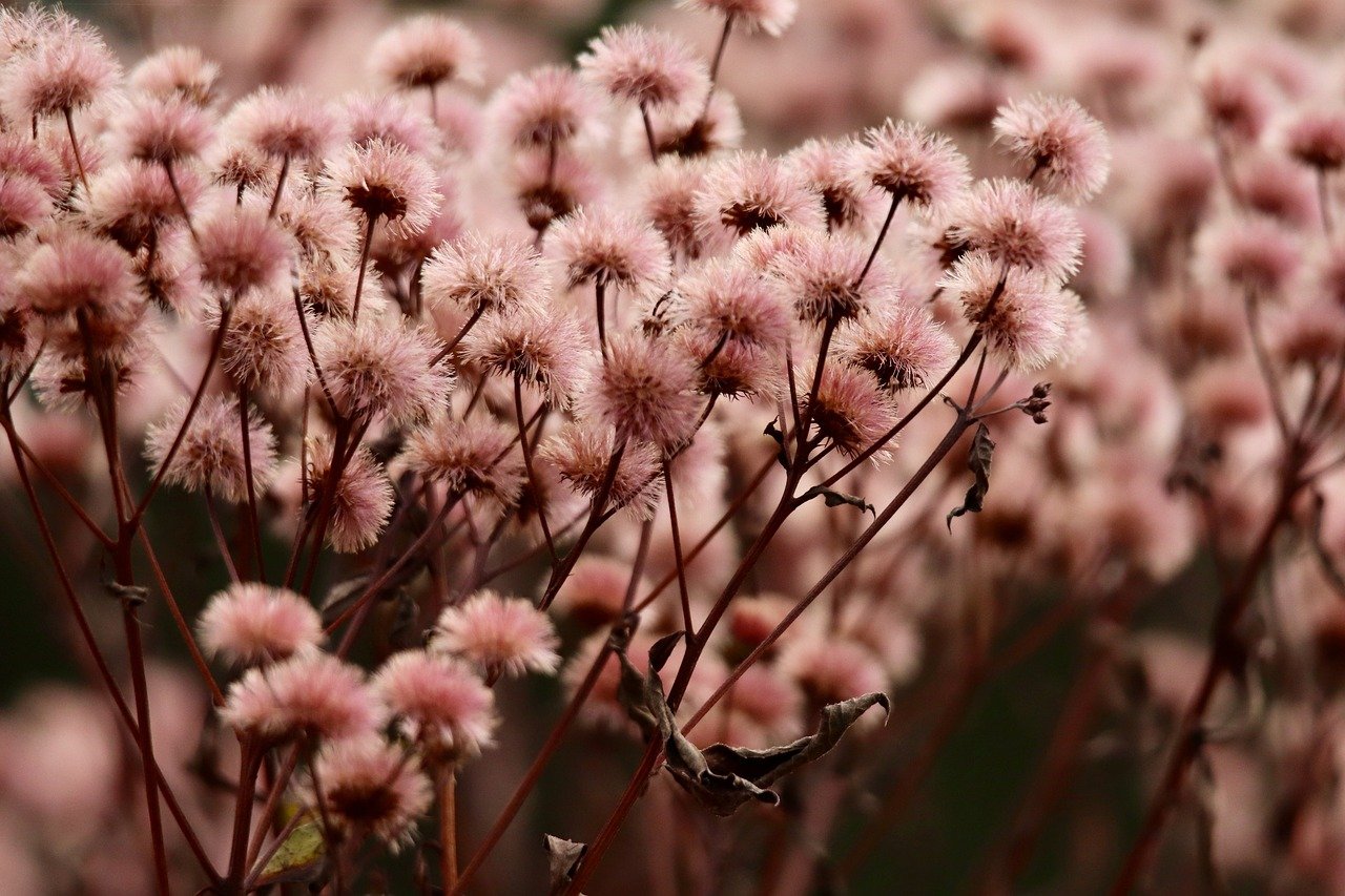 ORIS豪利时红酒双爆珠：acer代理平台